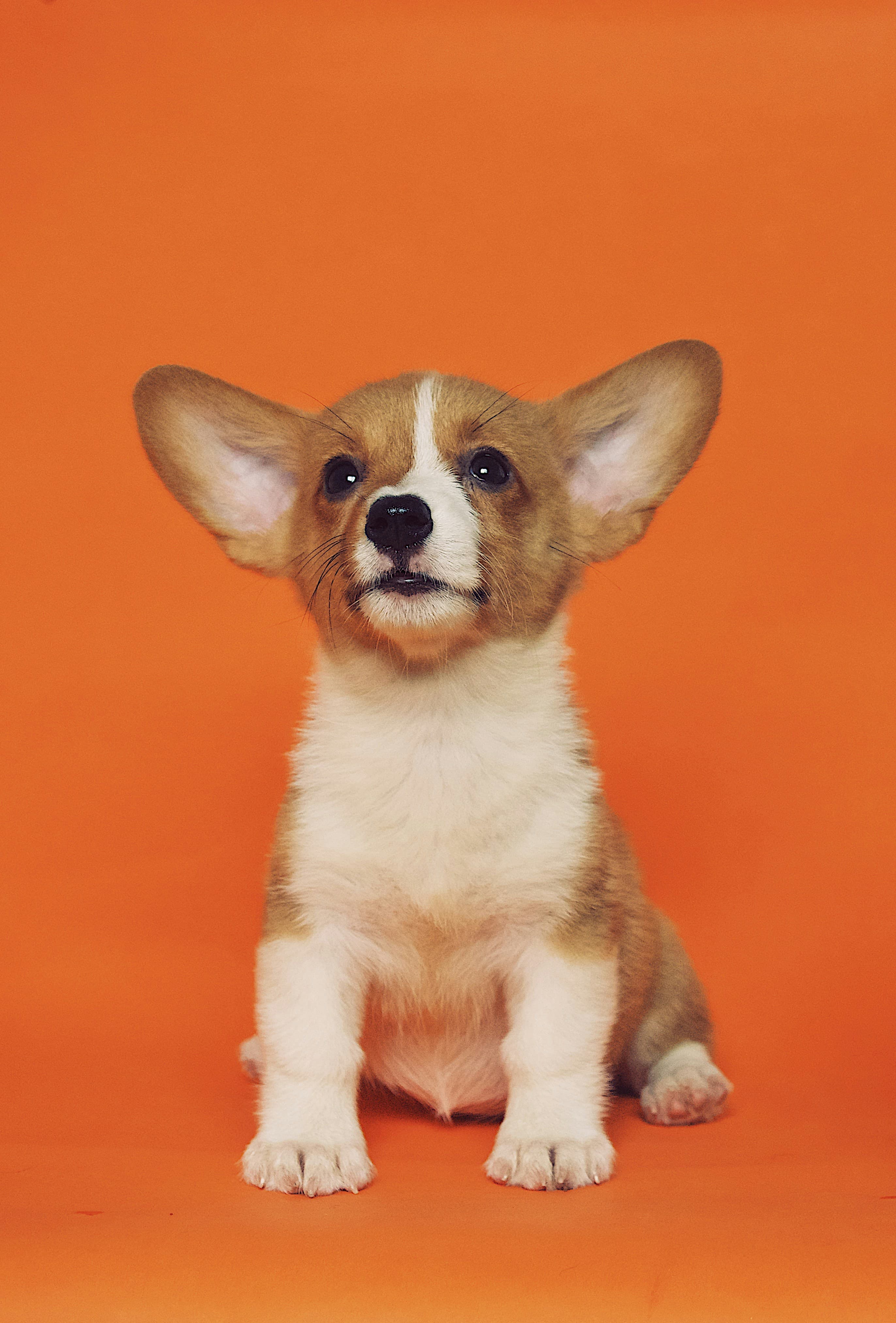 Cachorro café y blanco.