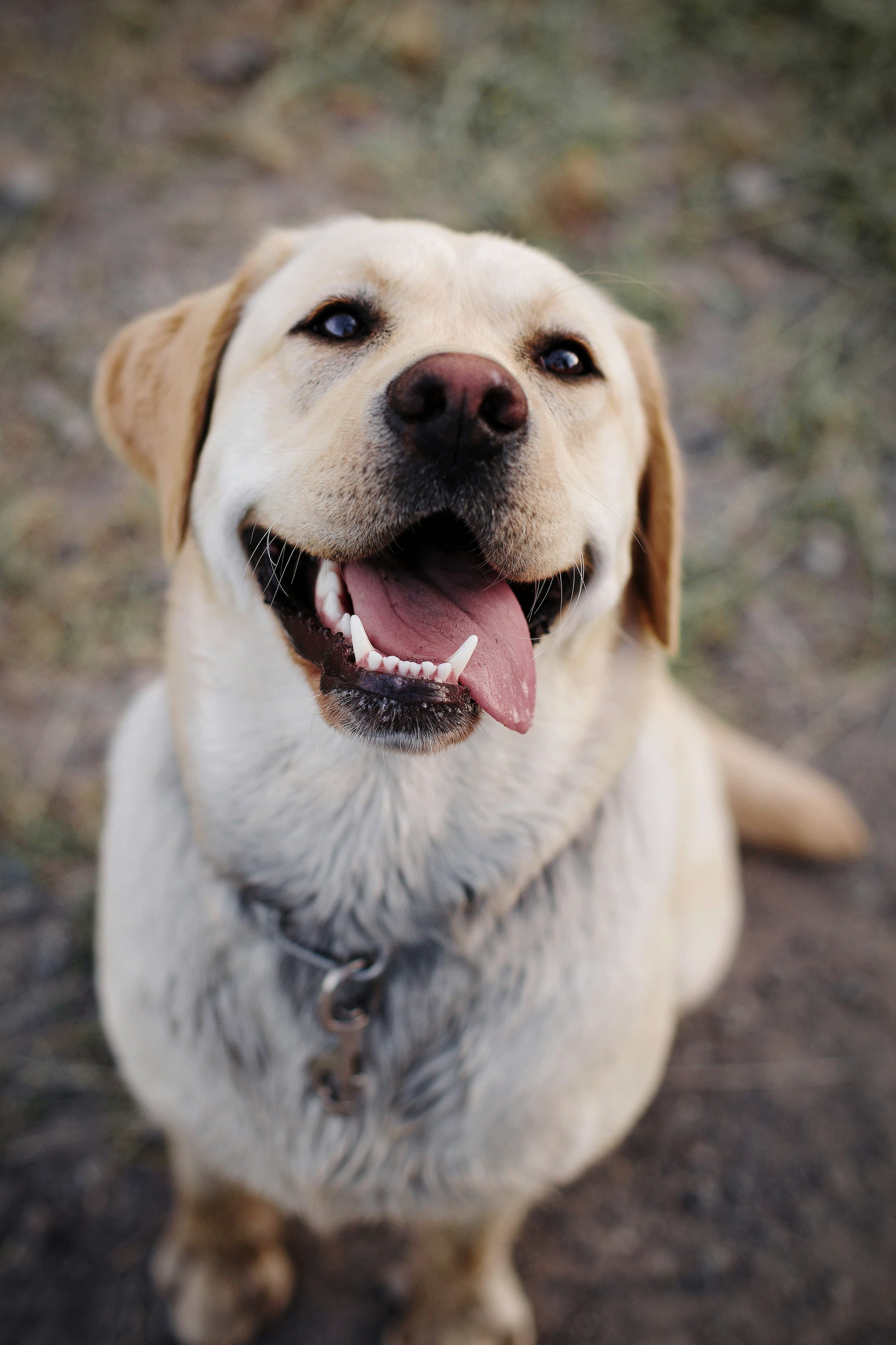 Labrador amarillo.