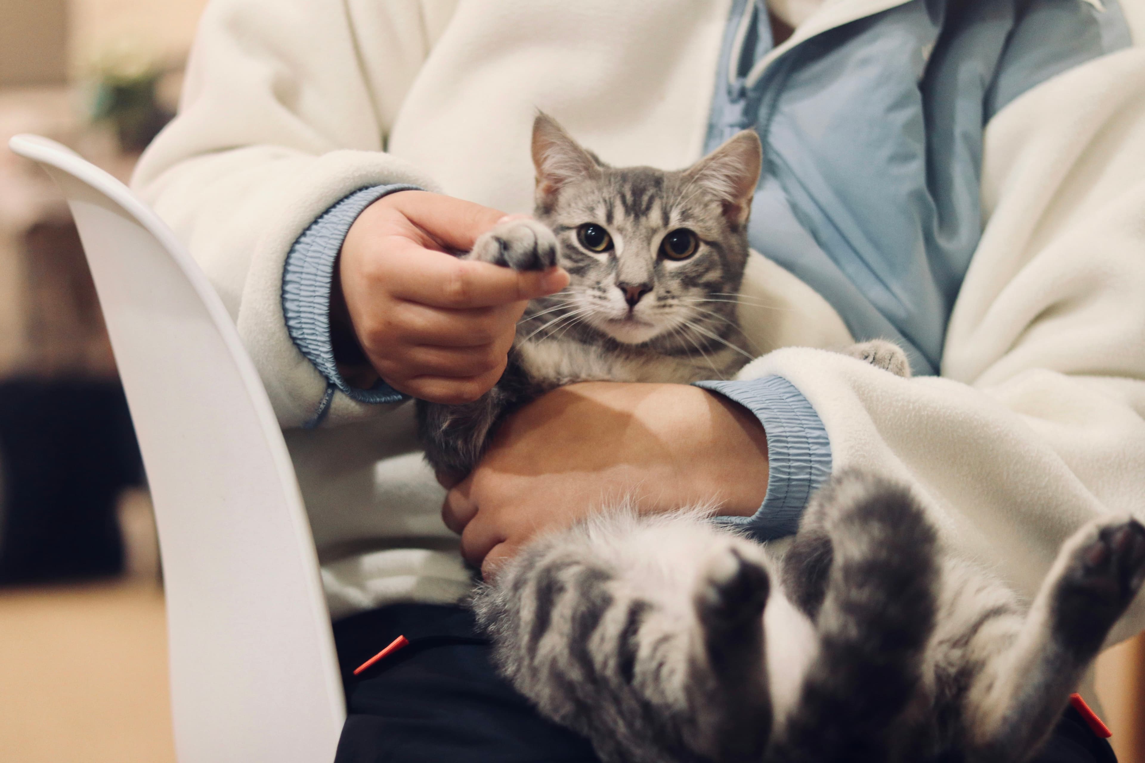 Persona cargando a un gato atigrado.