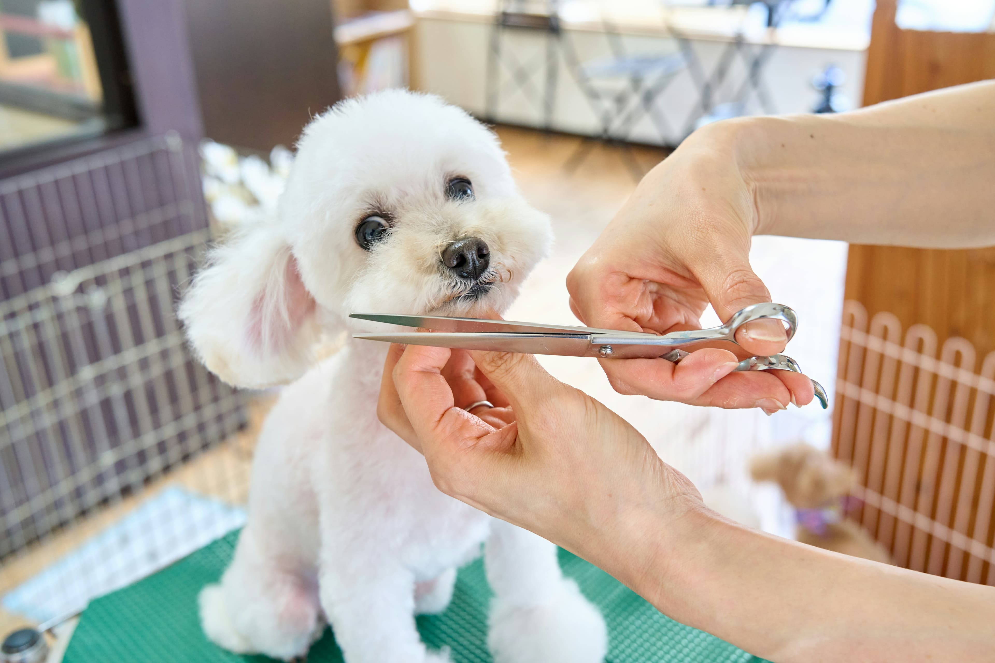 Perro blanco pequeño recibiendo un corte con tijeras.