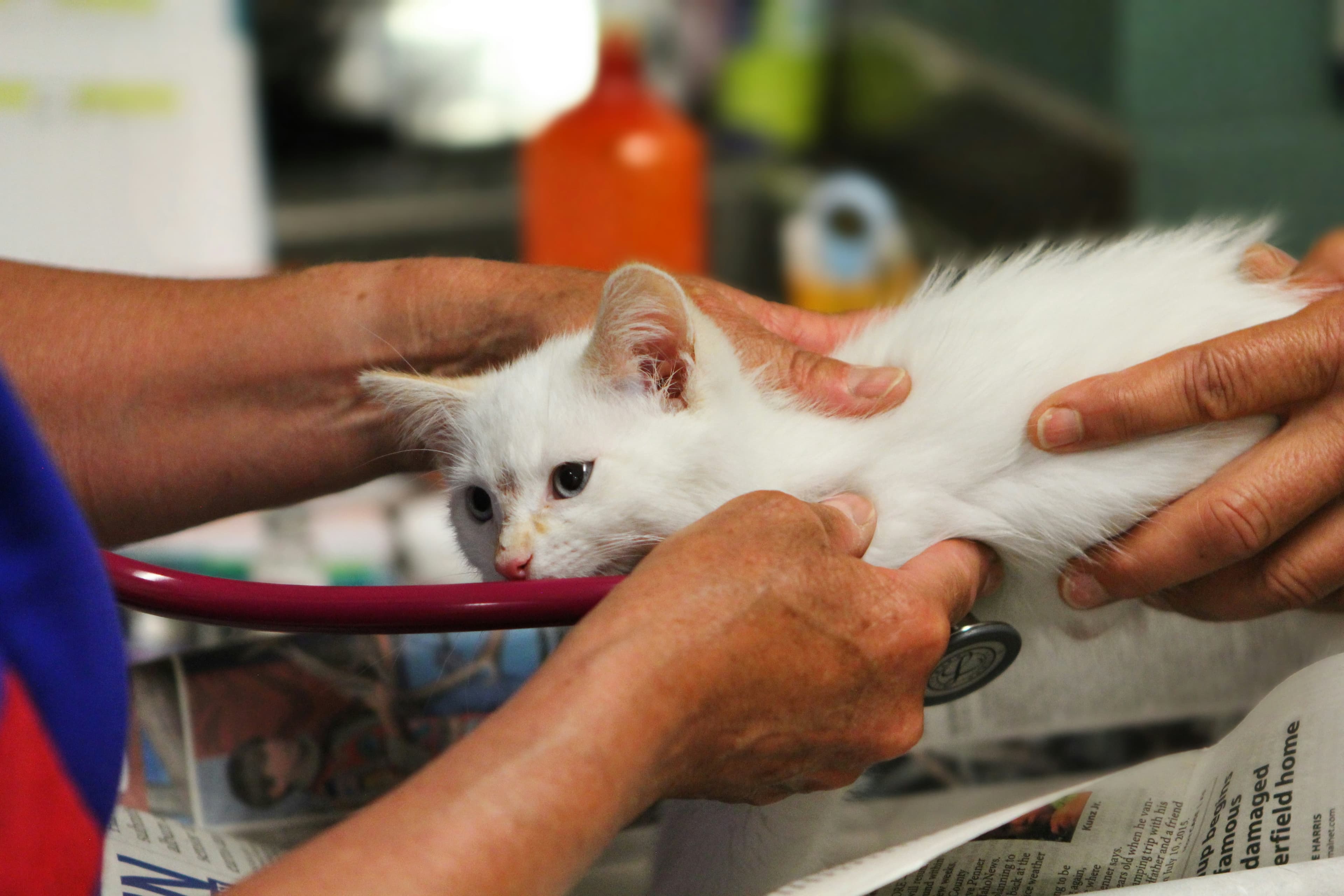Veterinaria revisando a un gatito blanco.