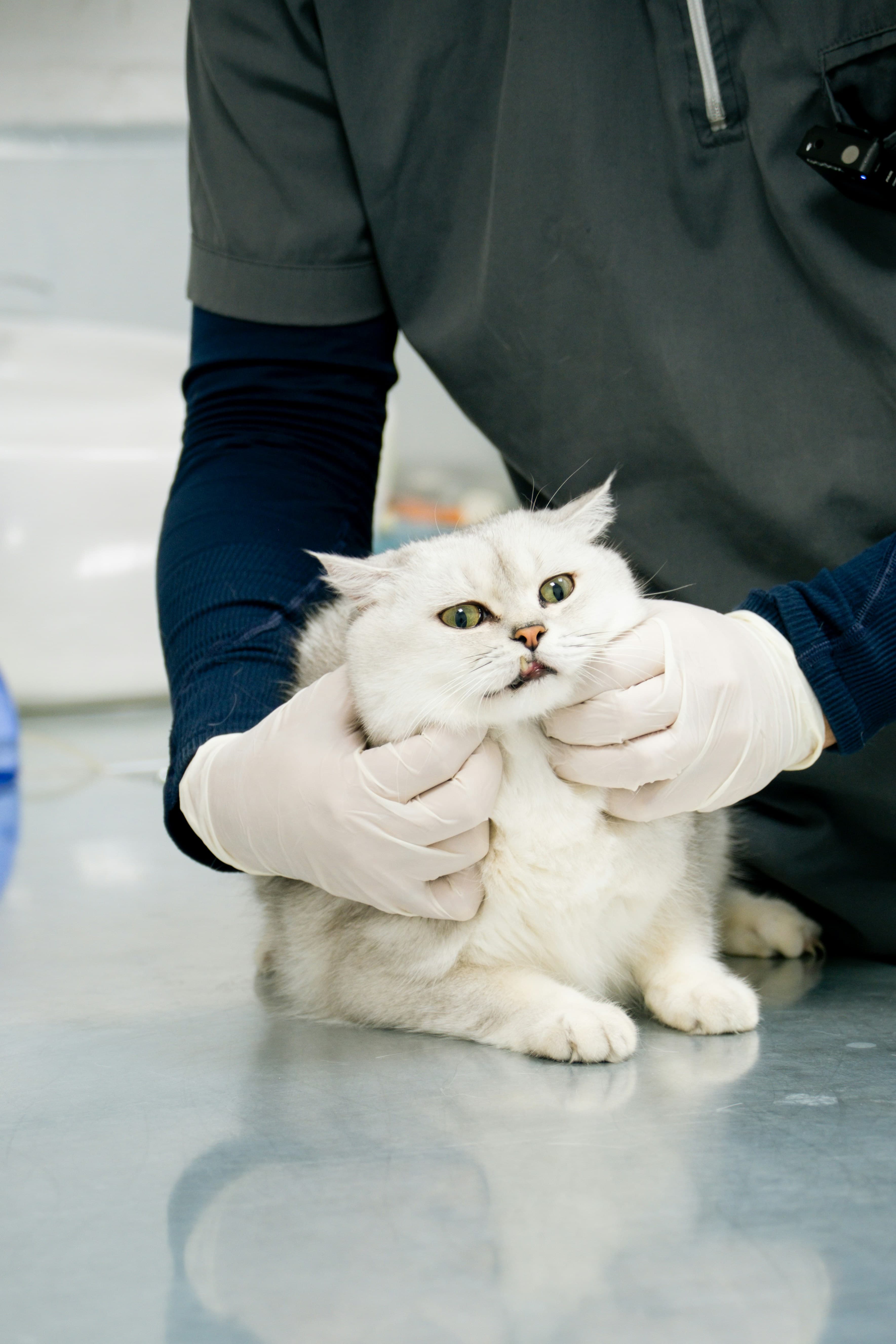 Veterinario examinando a un gato blanco.