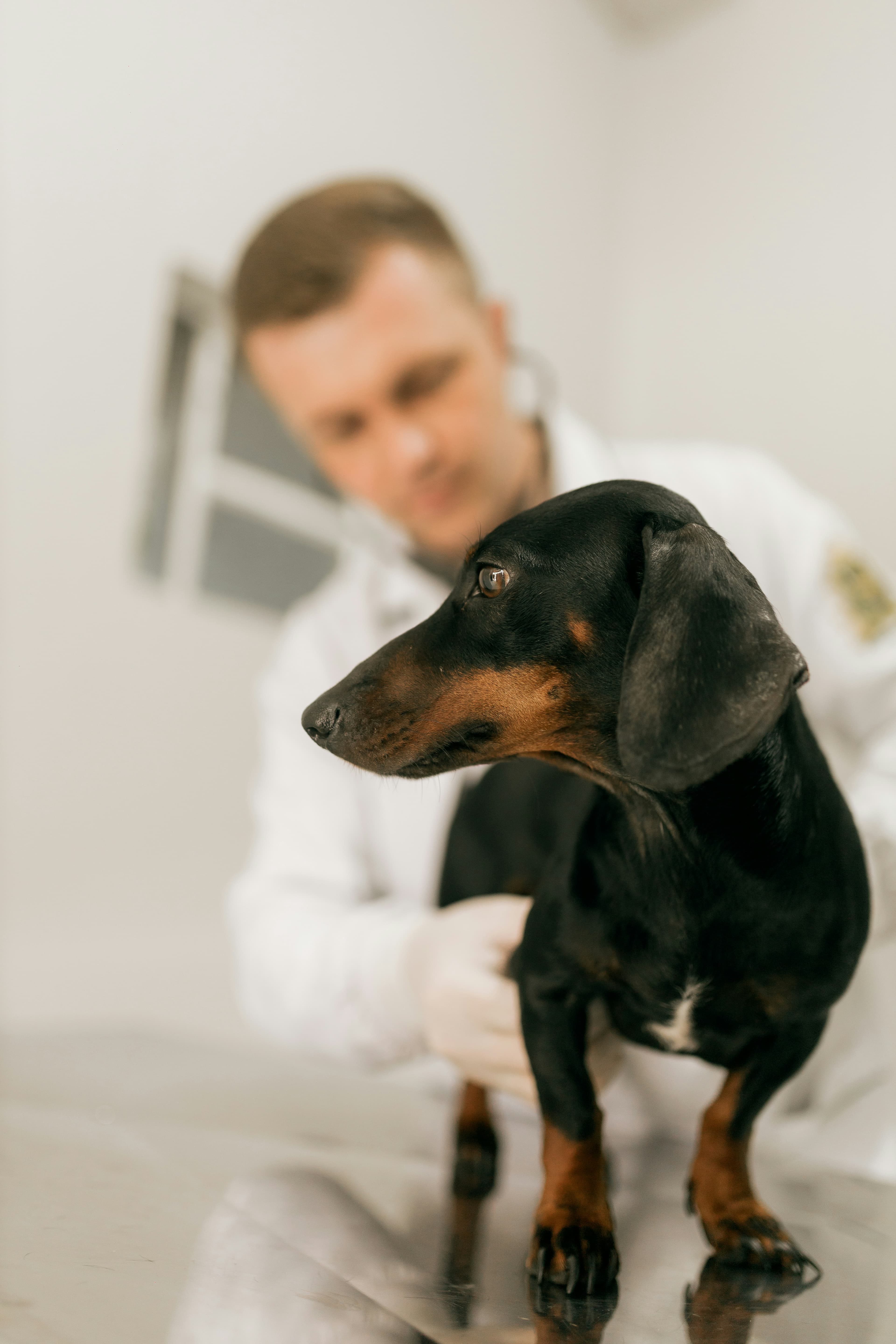 Veterinaria examinando a un perro salchicha.