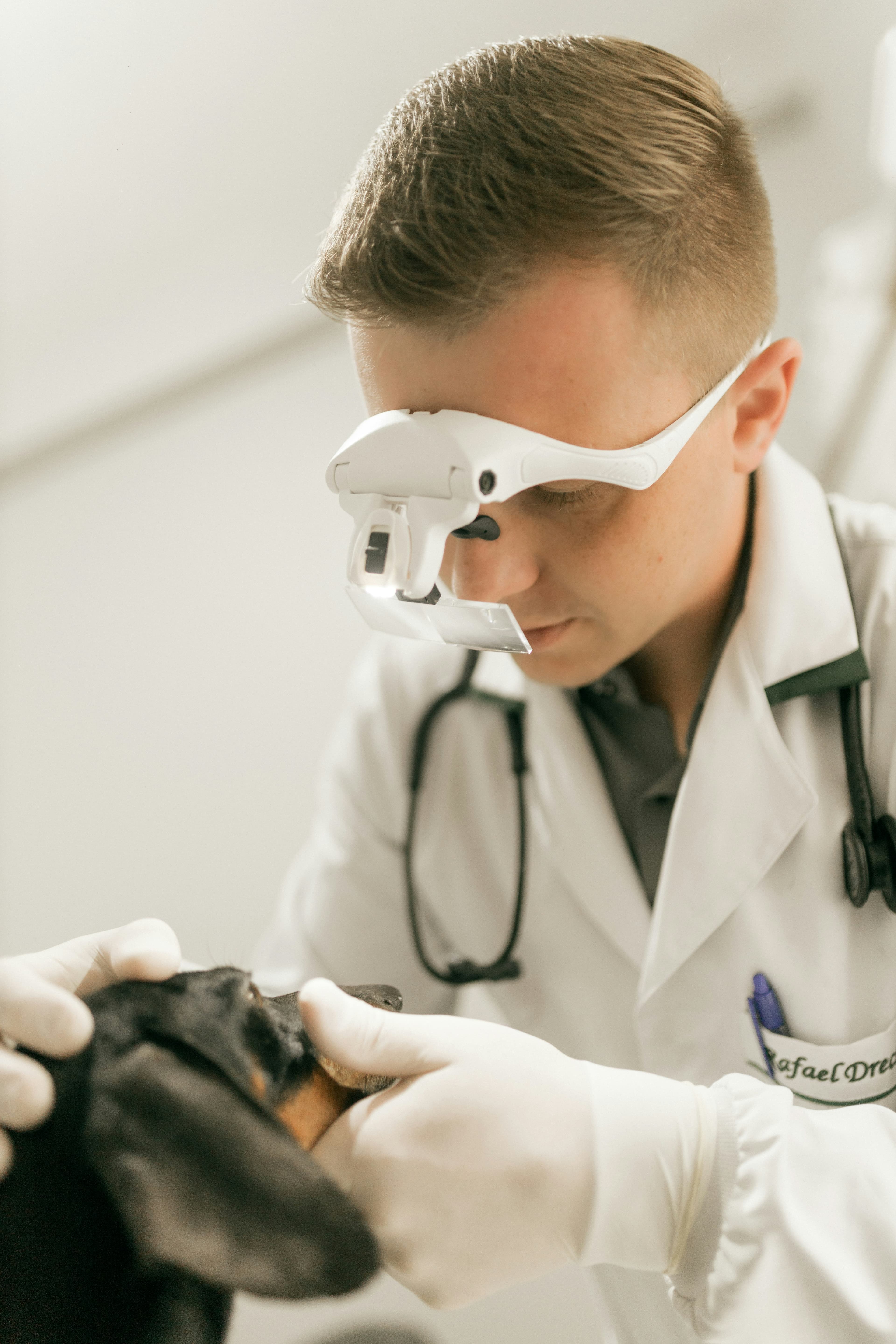 Veterinaria revisando los dientes de un perro salchicha.